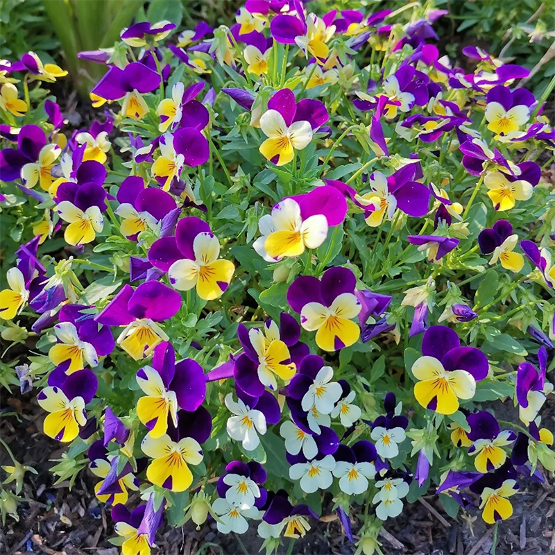 Mix Pansy Seeds