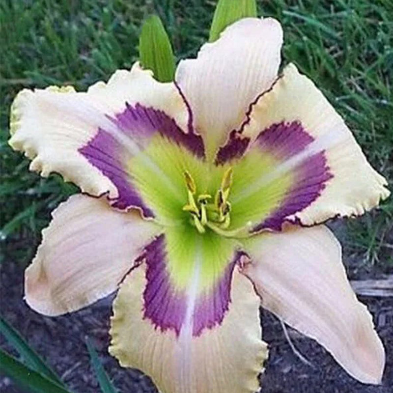 Daylily Hybrid Flowers Seed