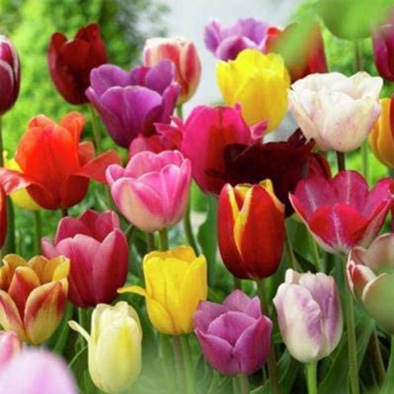 Mixed Tulip Flower Seeds