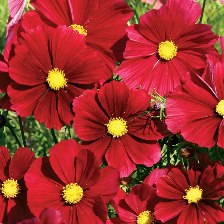 Rubenza' Cosmos Seeds