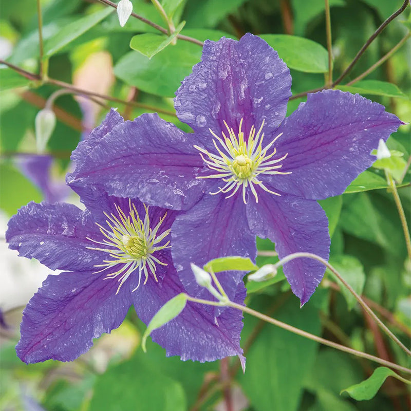 Clematis, Jackmanii