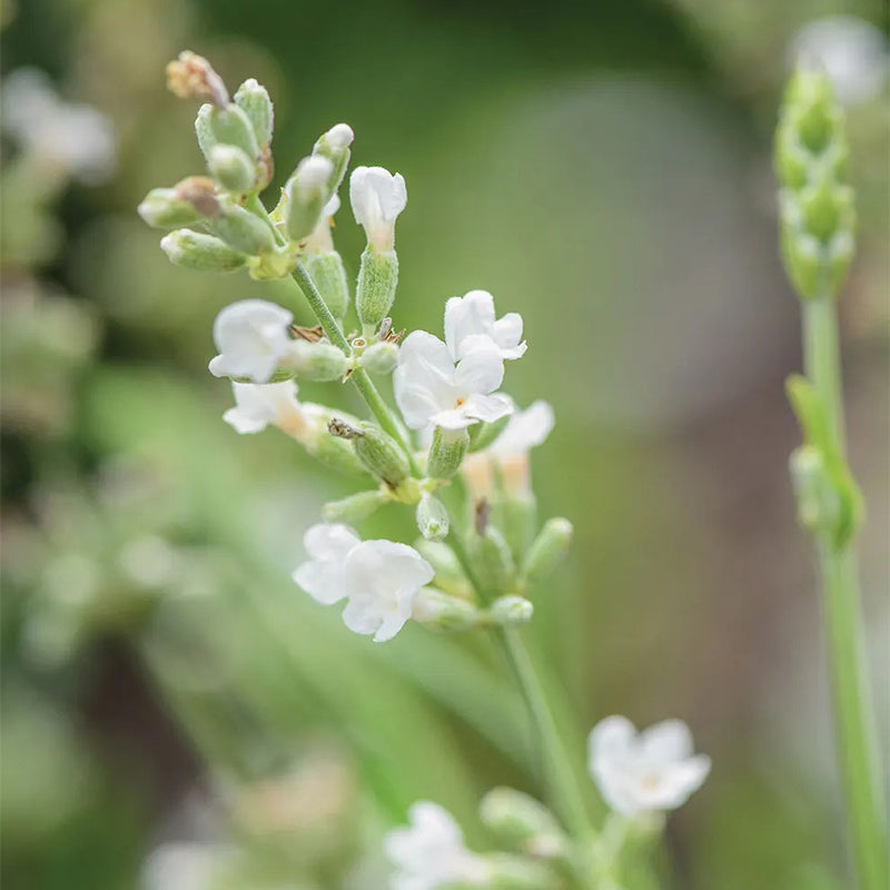 Lavanda, volantes de encaje