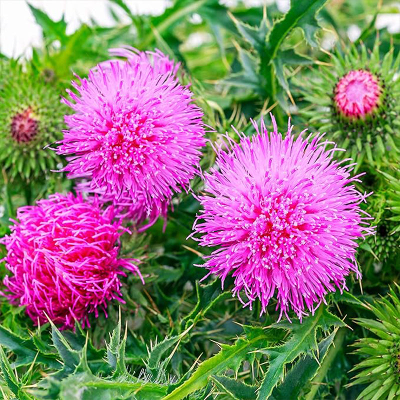 Biennial Milk Thistle Herb Seeds for Planting