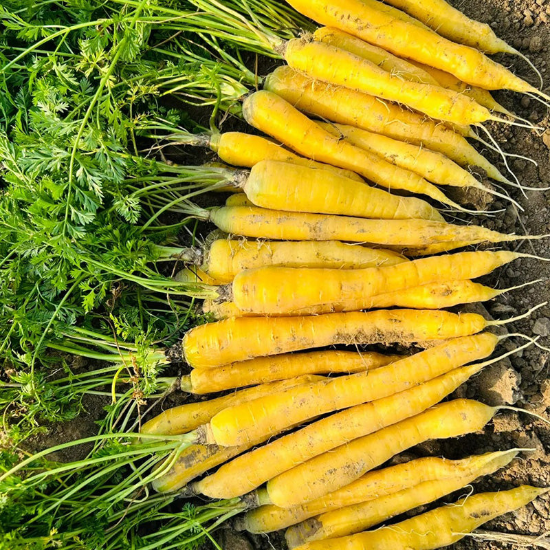 Solar Yellow Carrot Seeds