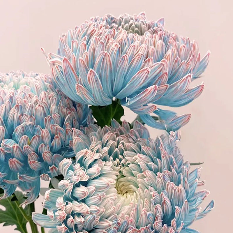 Rare Blue and White Porcelain Peony Chrysanthemum Seeds