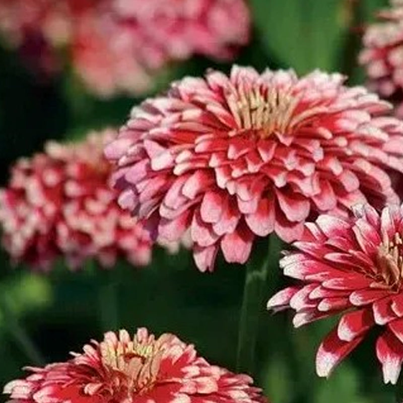 Semillas de zinnia dragón oculto