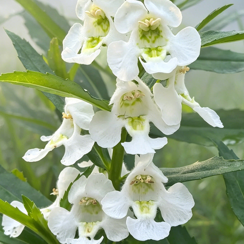 White Summer Snapdragon (Angelonia angustifolia) Seeds