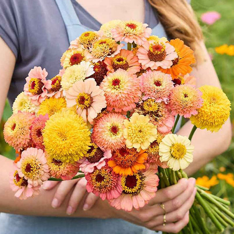 Cresto! Peaches & Cream Zinnia Seeds