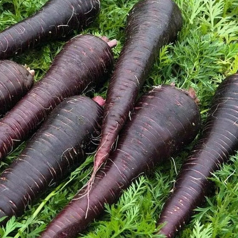 Royal Purple Carrot Seeds