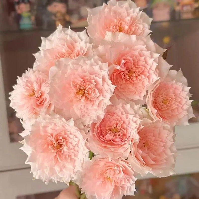 Monique Darve Rose Seeds