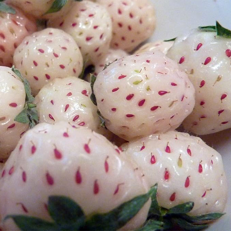 White Carolina Pineberry Plants Bareroot Pineapple/Strawberry Flavor