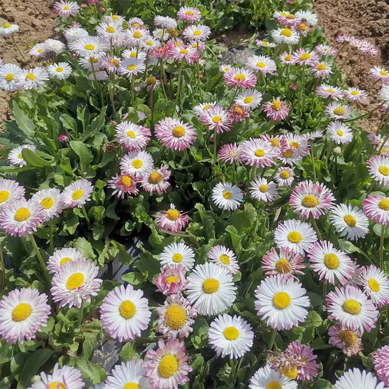 Mix Daisy Crazy Seeds