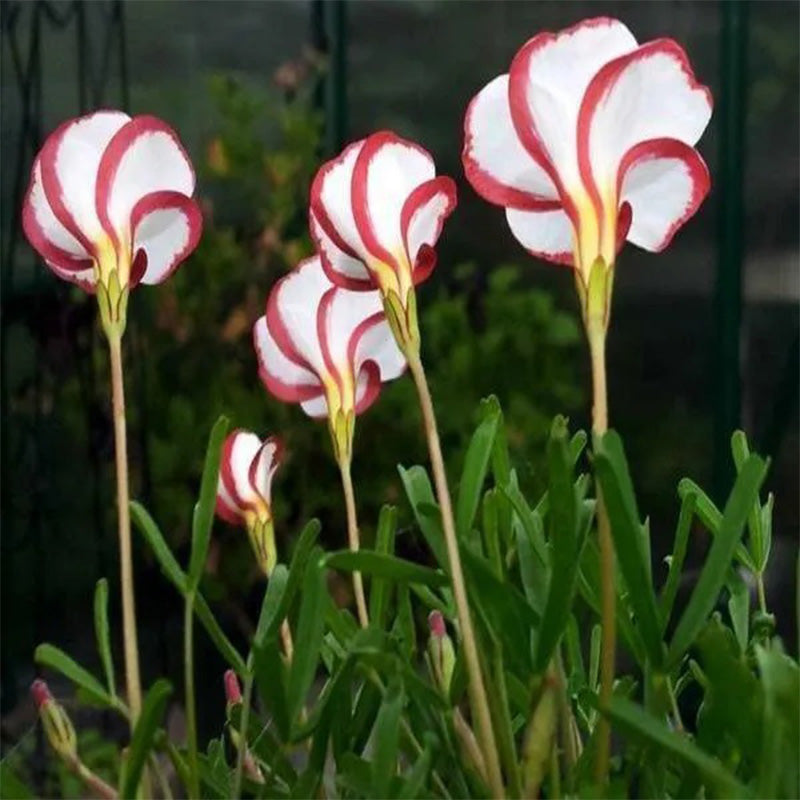 Candy Cane Sorrel Oxalis Versicolor Seeds Garden Flowers