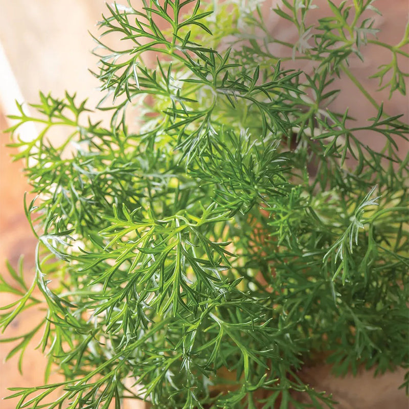 Parsley, Green Dream