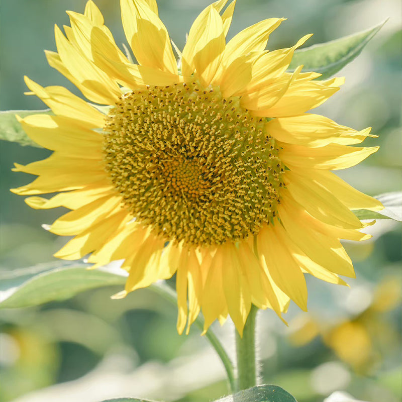 Semillas de girasol Lemon Starburst - Raras