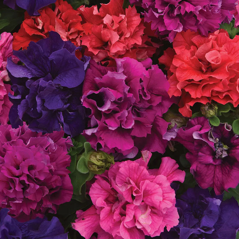 Petunia Haiyi's Premium Mix Seed Collection