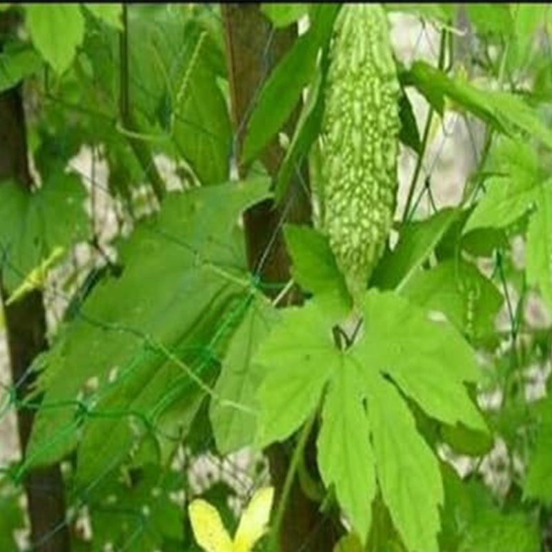 Semillas de hortalizas de calabaza amarga