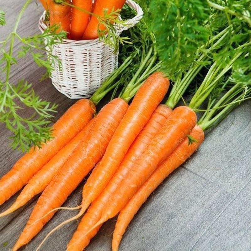 Glossy Crystal Orange Carrot Seeds