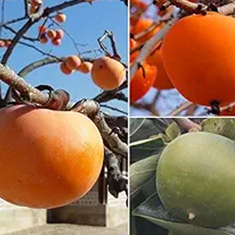 Semillas de frutos del árbol de caqui Diospyros Hachiya Planta alta en maceta Fruta de gran sabor