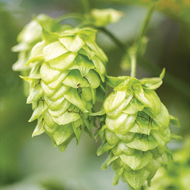 Hops, Mt. Hood