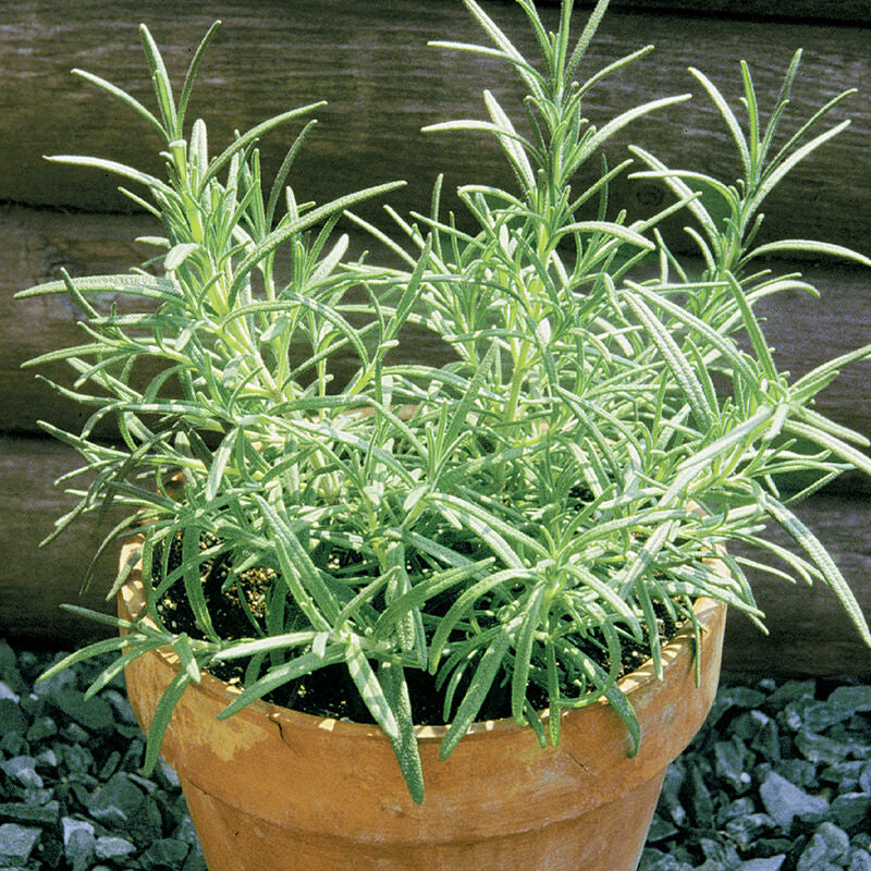 Primed Rosemary Herb Seed
