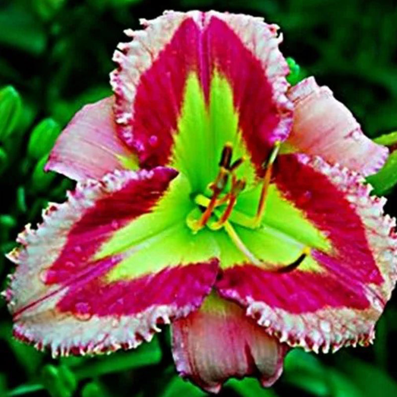 Daylily Hybrid Flowers Seed