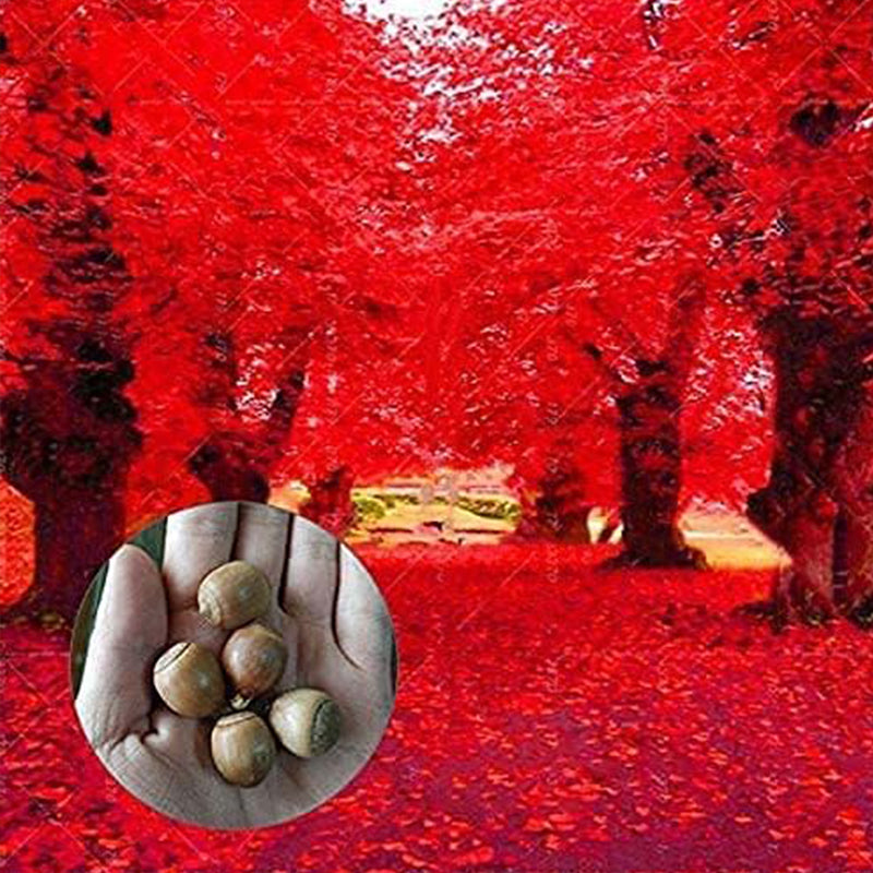 Semillas de roble rojo para plantar Muy apreciado para bonsái, roble rojo