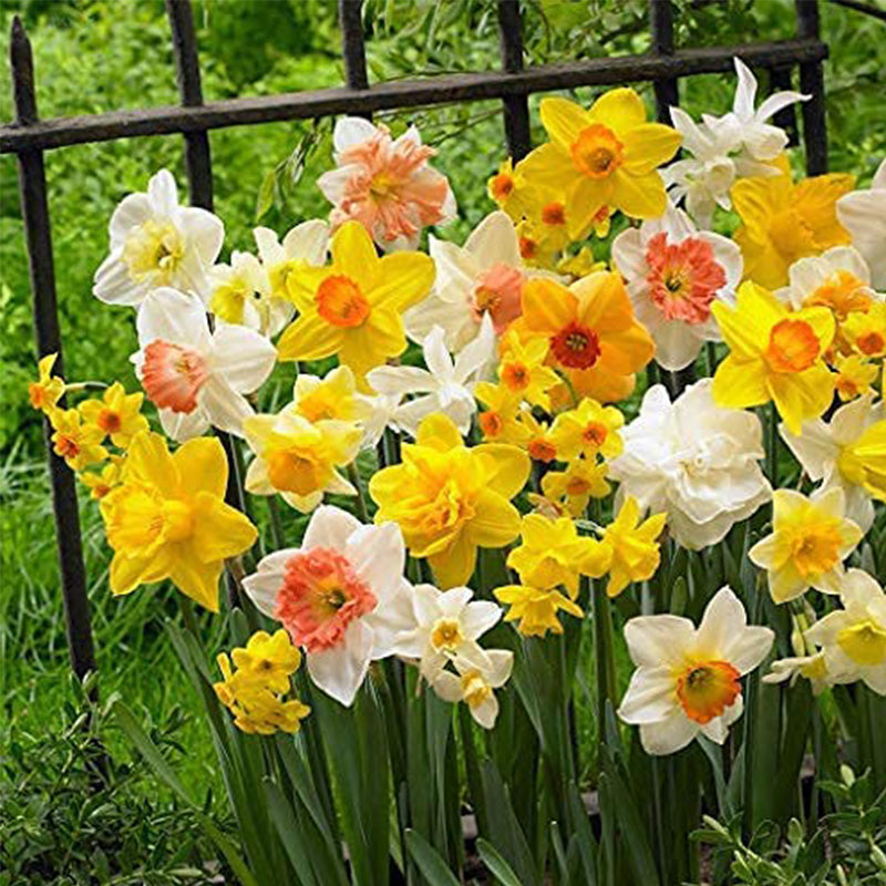 Amarilis de belleza rayada