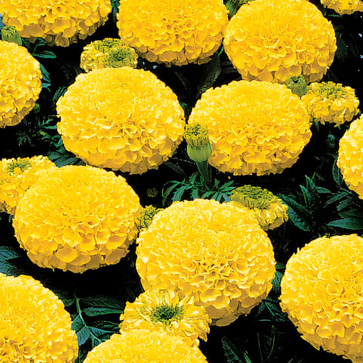 Whopper Yellow Marigold Seeds