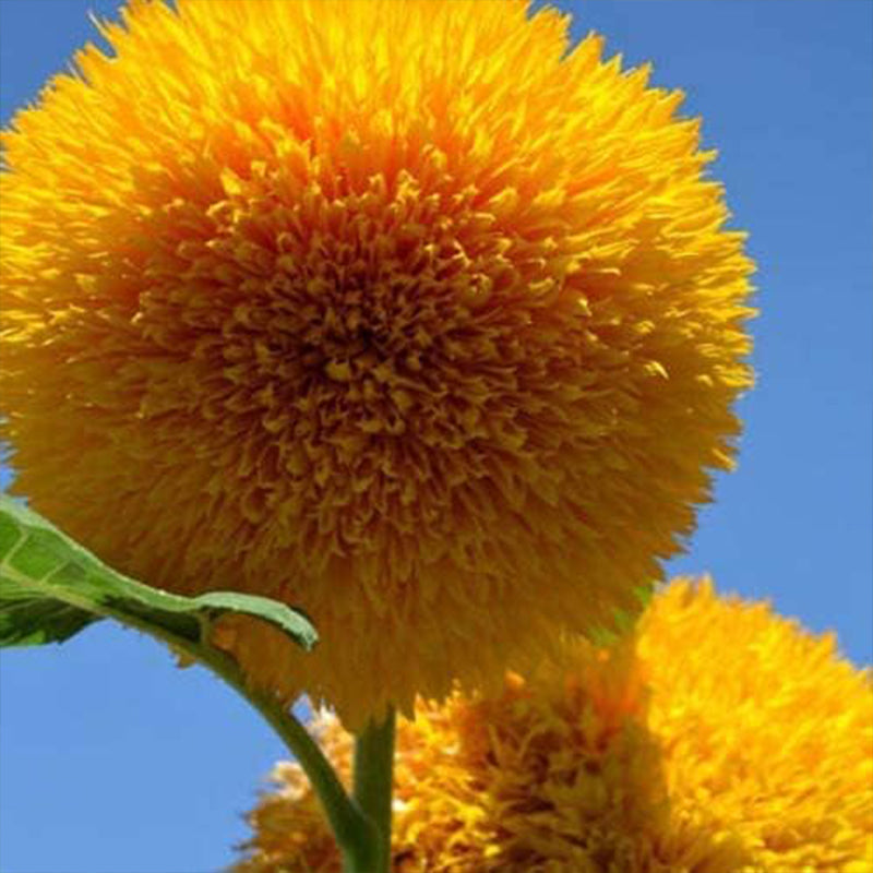 Teddy Bear Sunflower Seeds Exotic Garden Flower Sunflower Seeds for Planting Great for Hummingbirds and Butterflies