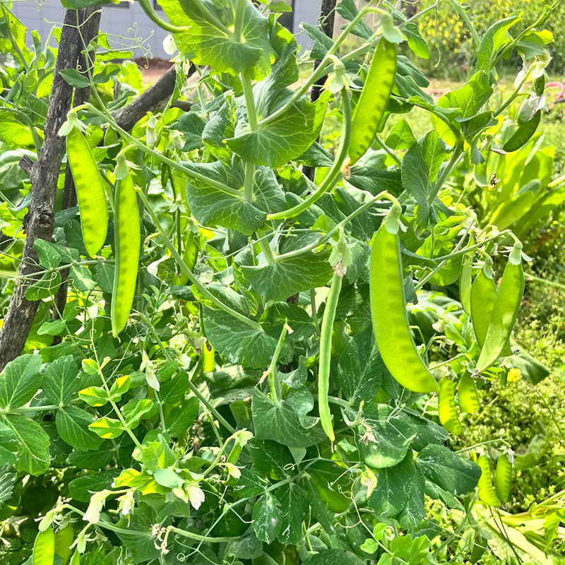 Bumper Crop Snow Pea Seeds