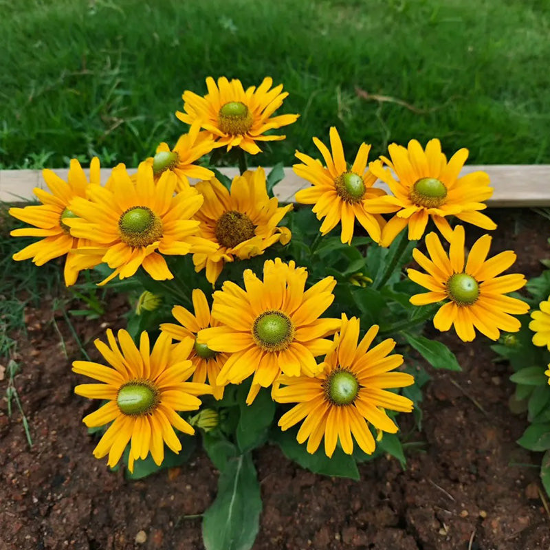 Green-Eyed Gloriosa Black-Eyed Susan Seeds