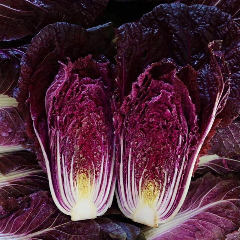 Heirloom Red Napa Cabbage Seeds