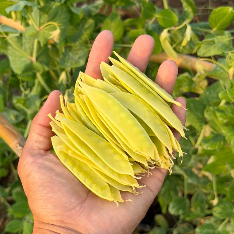Sunshine Golden Snow Pea Seeds