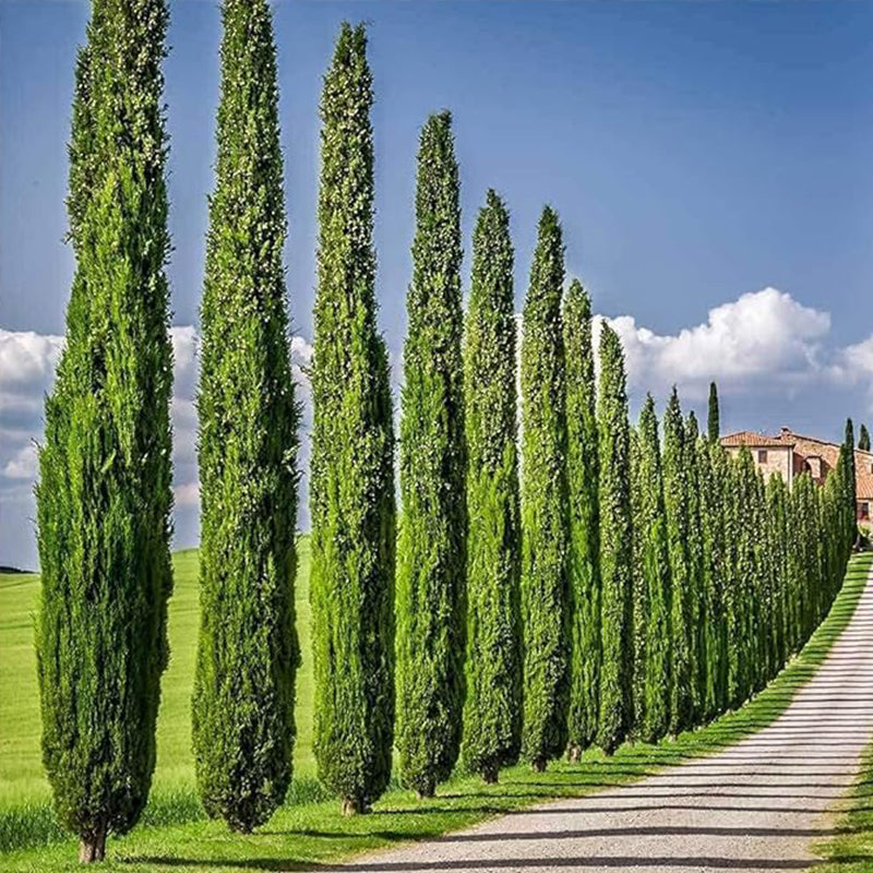 Semillas de ciprés italiano para plantar semillas de árboles de hoja perenne exóticos para cultivar, ideales para paisajismo y setos