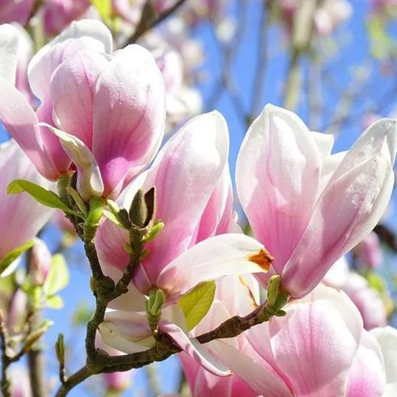 Árbol de flores de magnolia lirio Semillas de tulipán fragante de color rosa y morado Magnol Liliiflora
