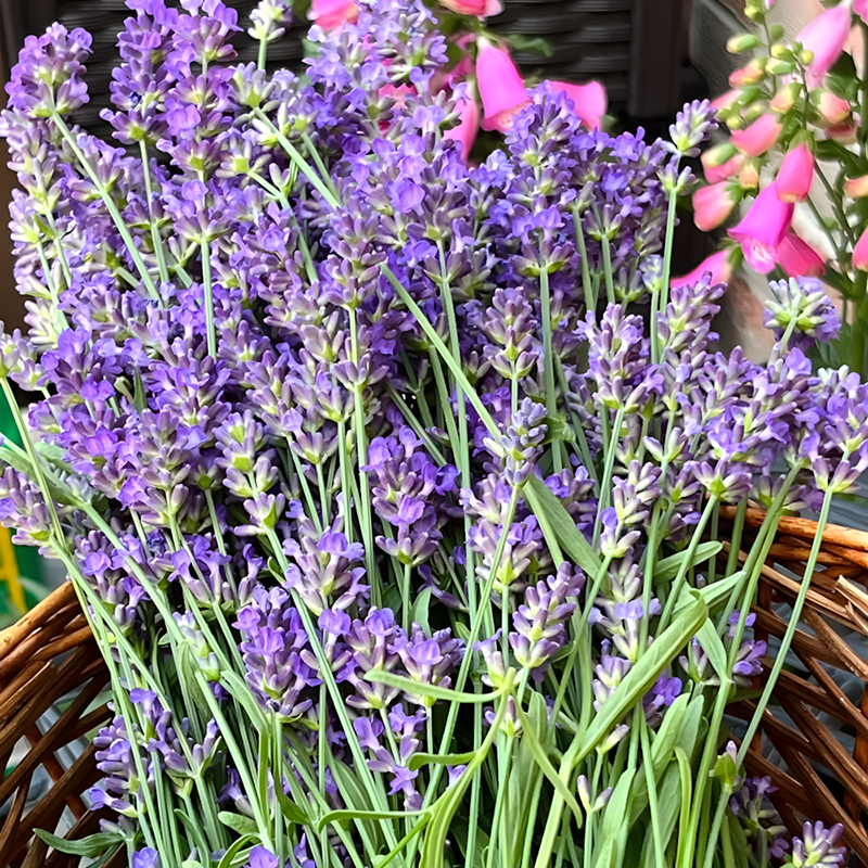 Lavender Seeds