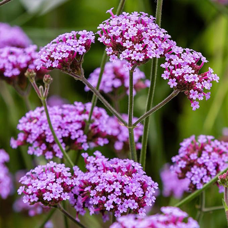 Semillas de flores de verbena bonariensis de hojas moradas perennes para plantar