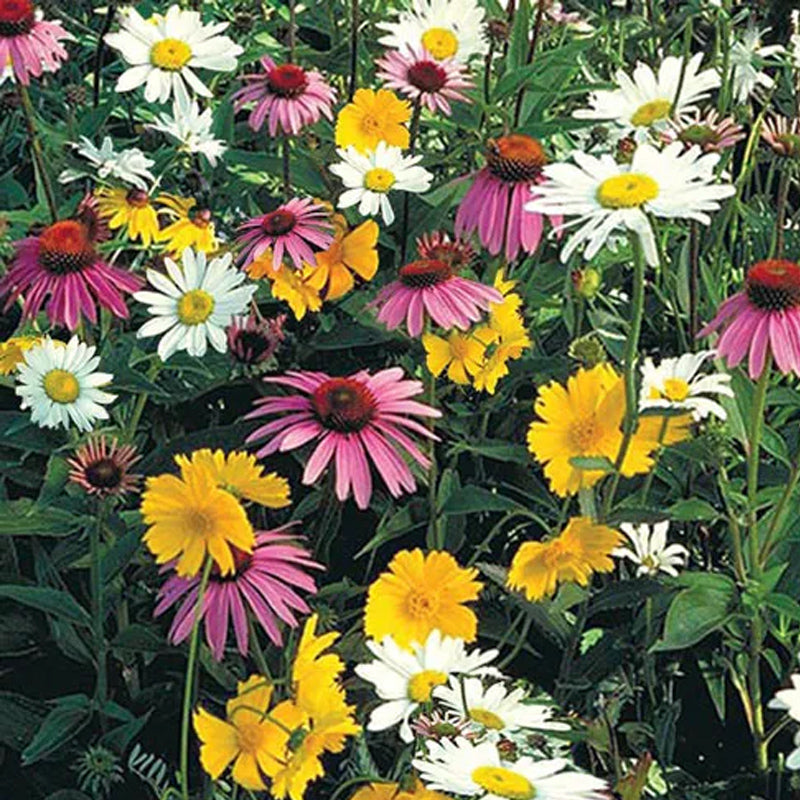 Mezcla de semillas de flores silvestres para sombra