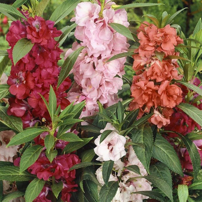 Impatiens Balsam Garden Flower Seed Mix for Planting