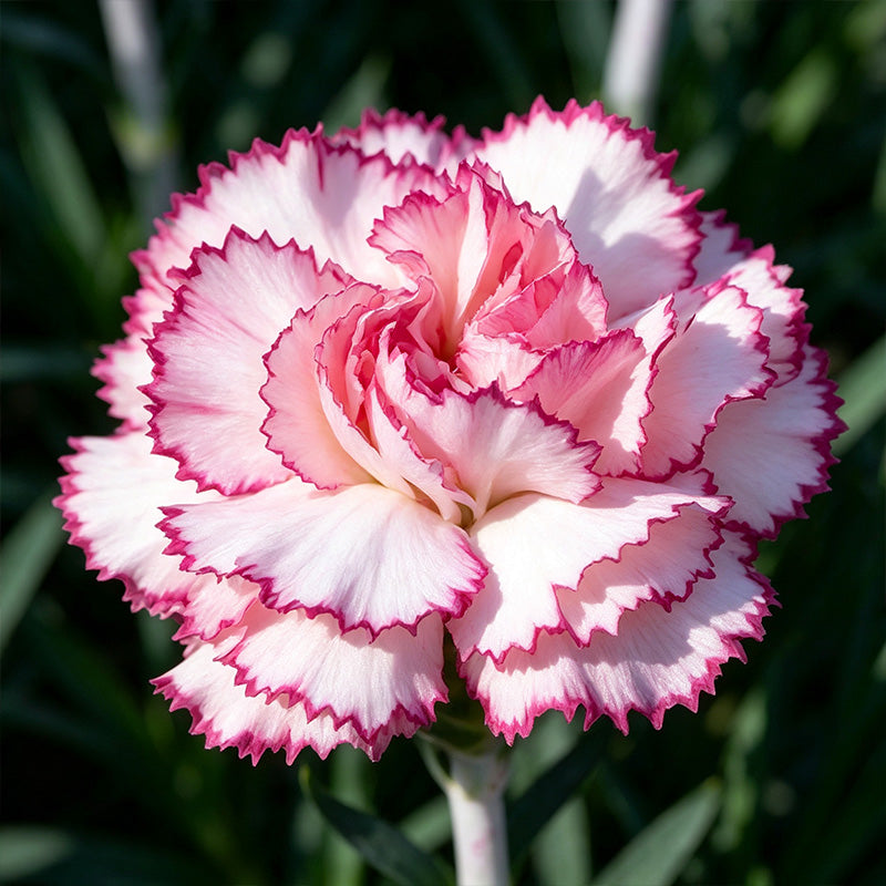 White Pink Picotee Carnation Seeds