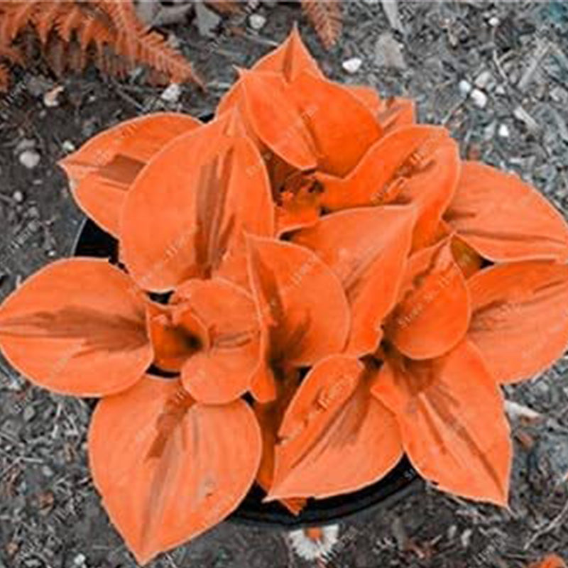 Mixed Hosta Perennials Flower Seeds