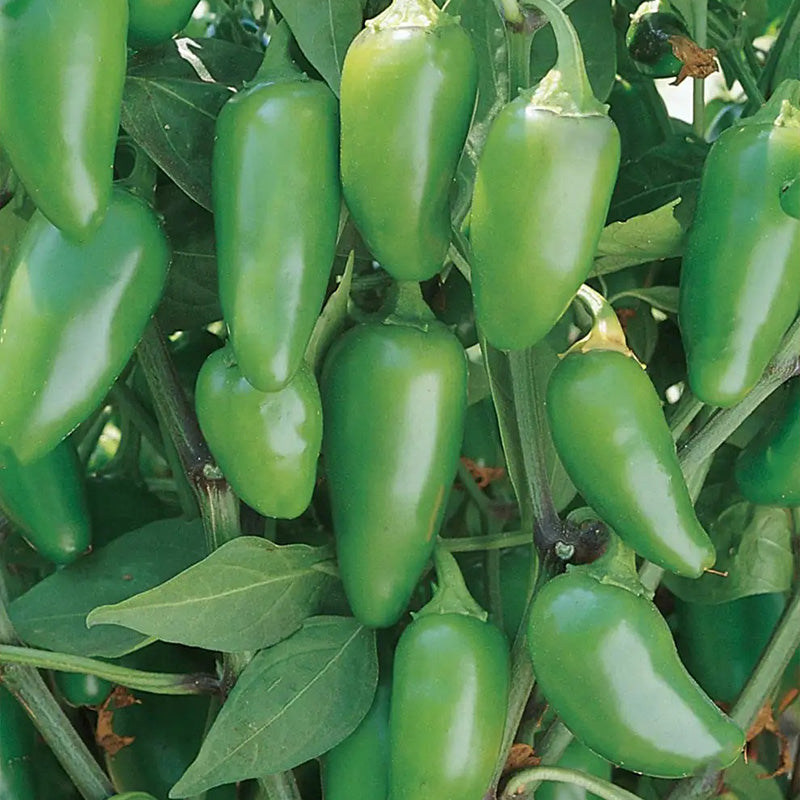 Pepper, Hot, Jalapeño Early