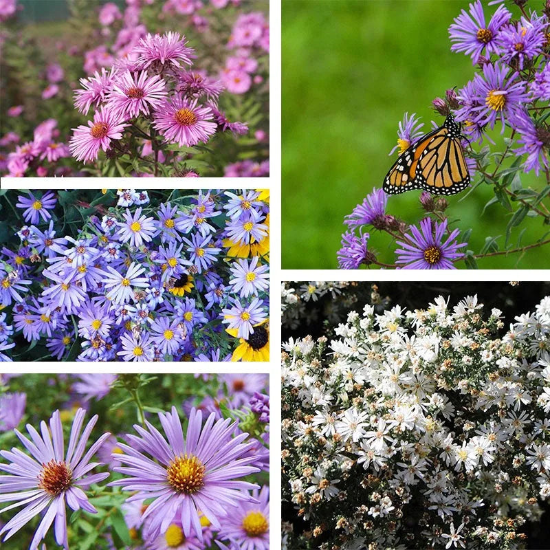 Superstar Aster Collection: Late Summer to Fall Beauty