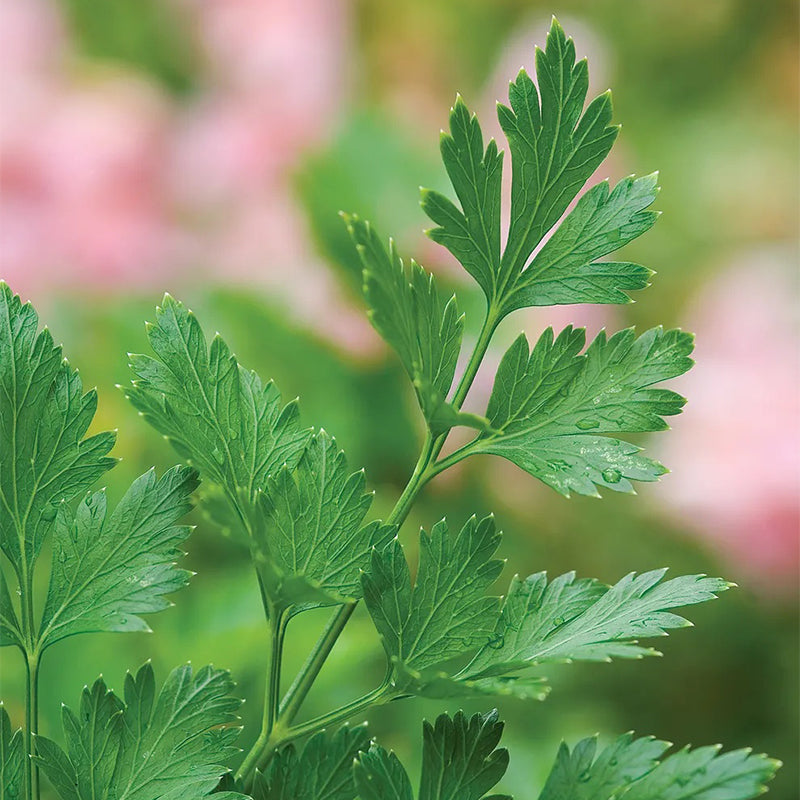 Parsley, Single Italian