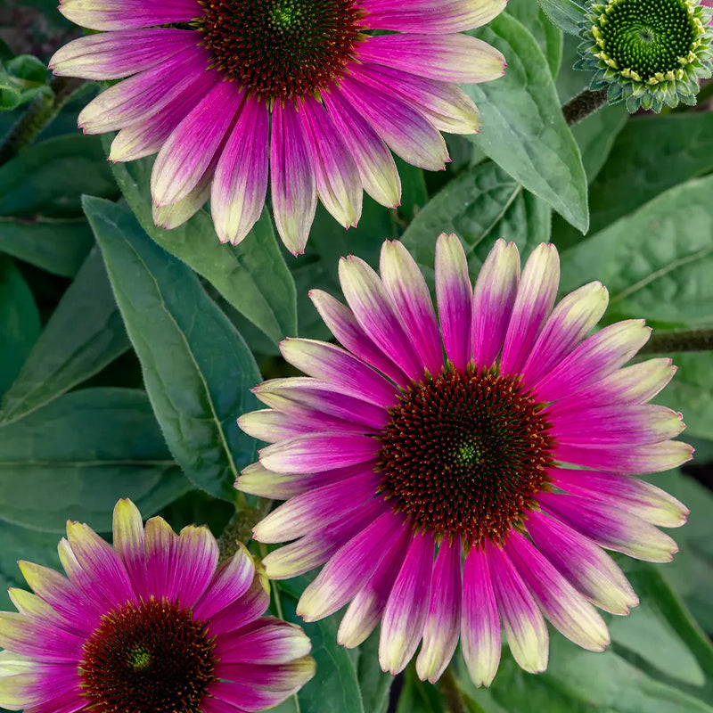 Equinácea, Sandia dulce