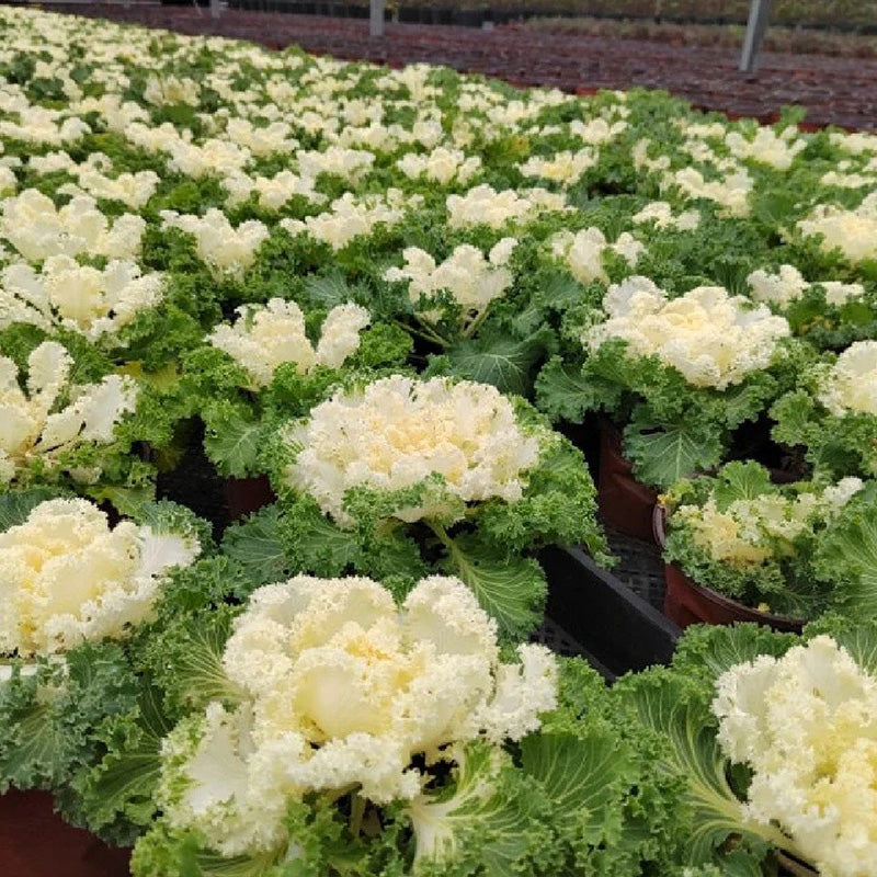 Creamy Lace Ornamental Kale Seeds