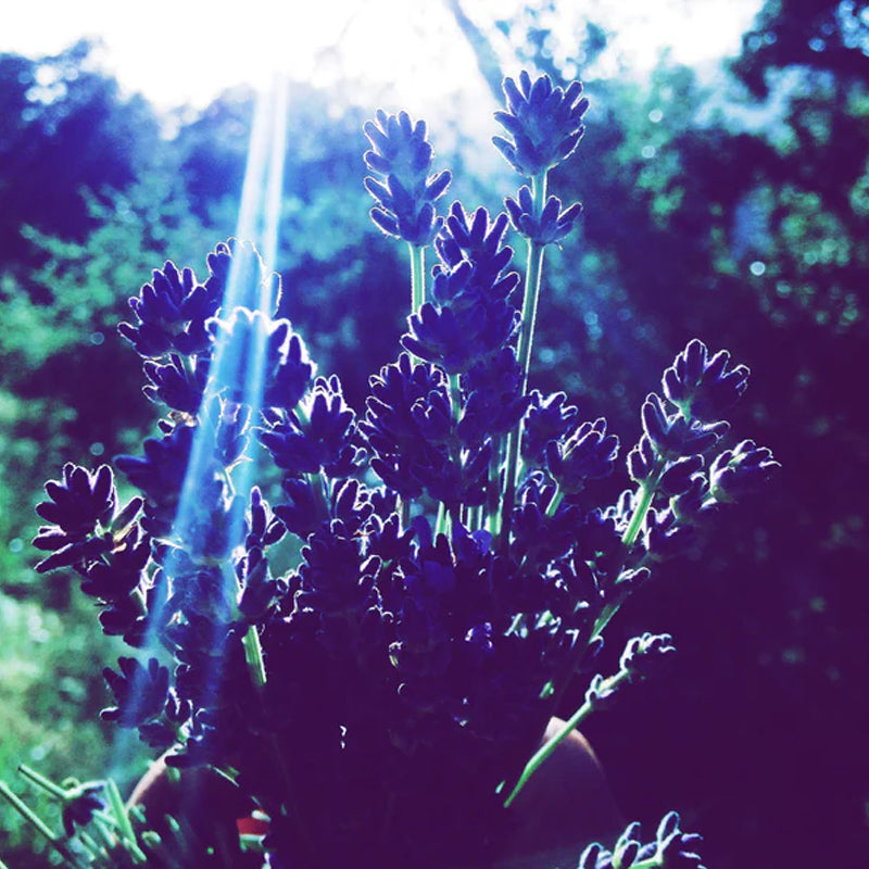 Lavanda inglesa Vera