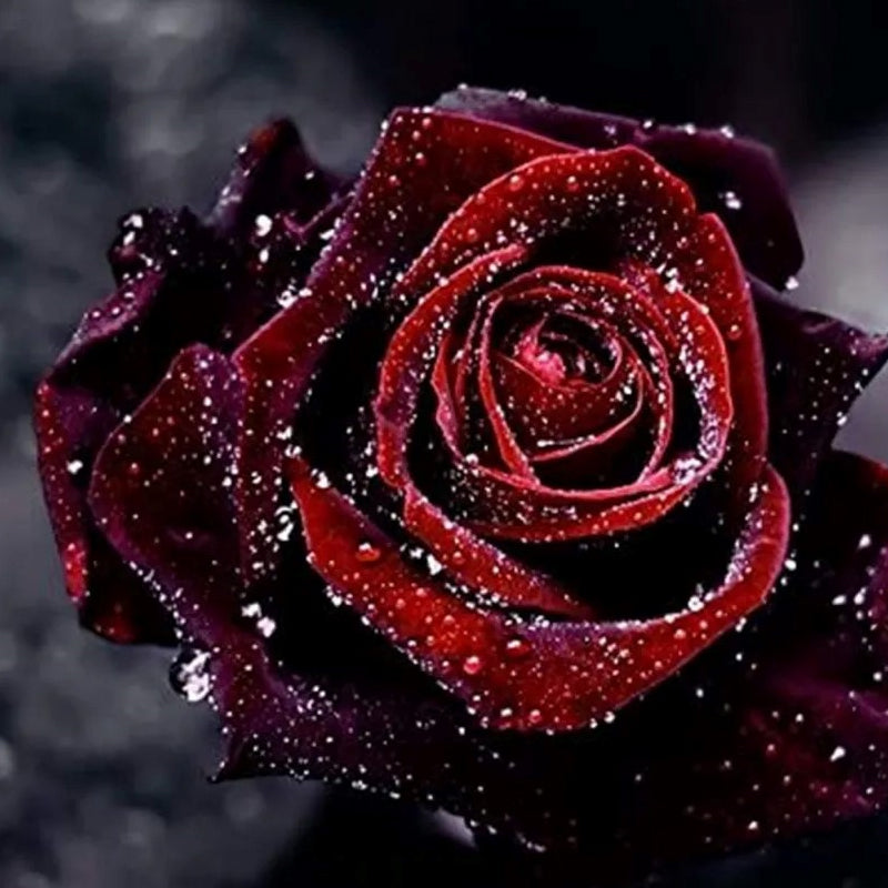 Black Baccara True Blood Hybrid Tea Rose Flower Seeds