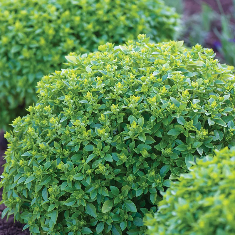 Basil, Boxwood